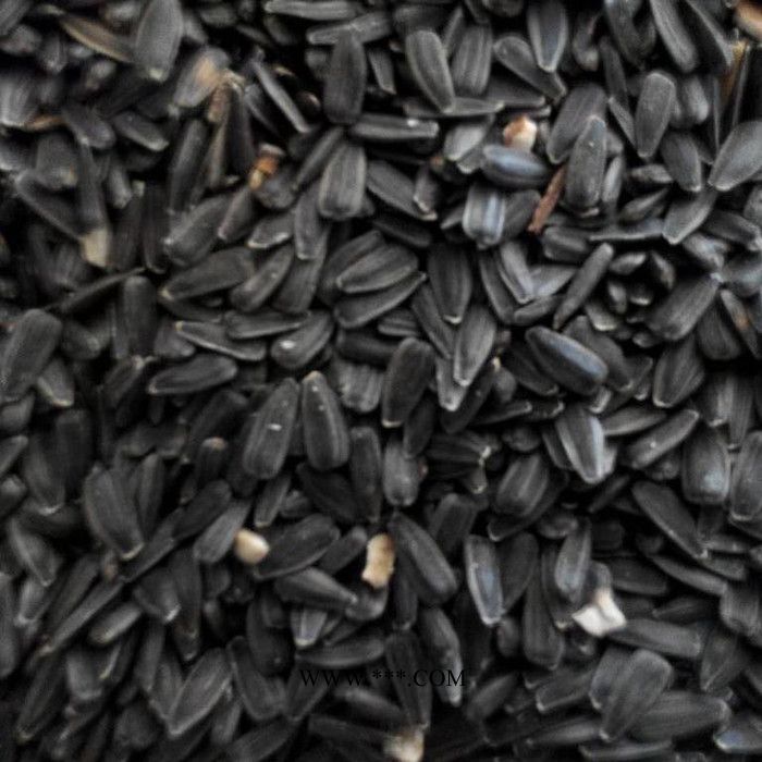 葵花脱壳机油葵剥壳机辽宁俏牌TFKH-1500型葵花籽脱壳机油葵脱壳机向日葵种子脱壳机图7